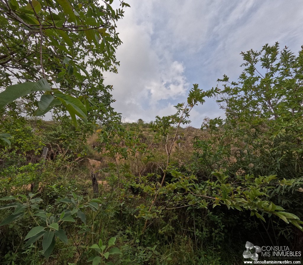 Vendo Finca en el Barrio  en Alvarado, Tolima de Colombia | Consulta Mis Inmuebles S.A.S. | Tu nuevo comienzo empieza hoy!