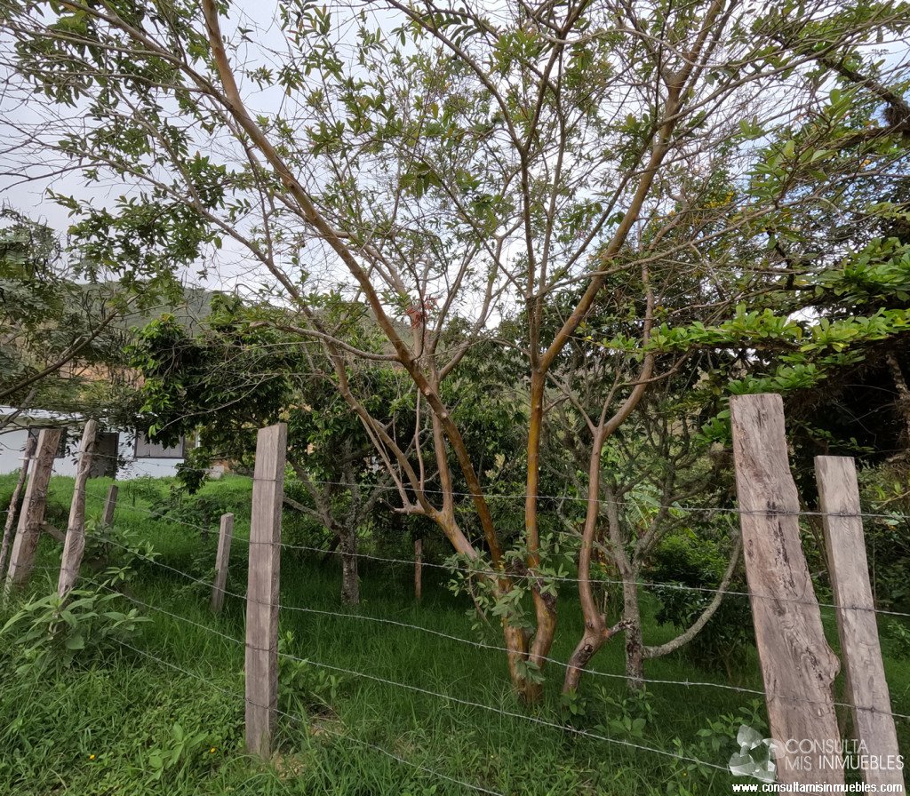 Vendo Finca en el Barrio  en Alvarado, Tolima de Colombia | Consulta Mis Inmuebles S.A.S. | Tu nuevo comienzo empieza hoy!