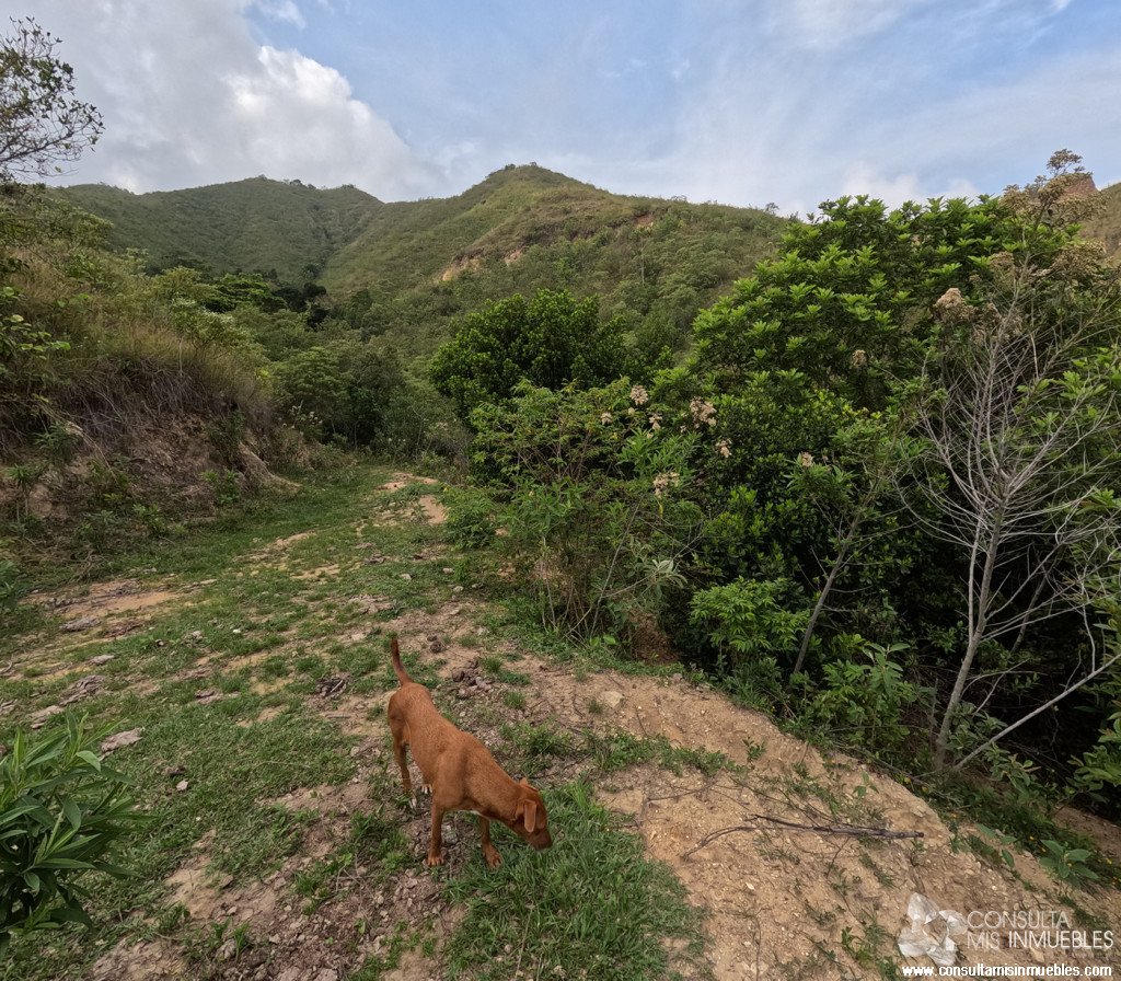 Vendo Finca en el Barrio  en Alvarado, Tolima de Colombia | Consulta Mis Inmuebles S.A.S. | Tu nuevo comienzo empieza hoy!